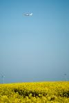 BELGIUM ILLUSTRATION FIELDS OF RAPESEED AND ELIONNE