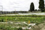 BELGIQUE - ALIMENTATIONS LOCALE POUSSES POUSSENT -  LOCAL FEEDS SPROUTS GROW