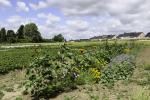 BELGIQUE - ALIMENTATIONS LOCALE POUSSES POUSSENT -  LOCAL FEEDS SPROUTS GROW